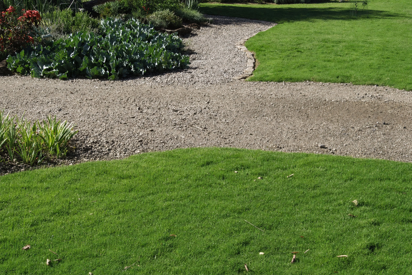 Drought-tolerant turf